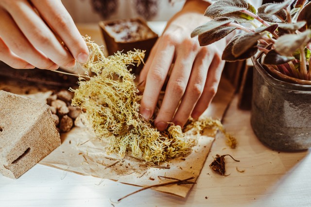 A pair of hands tearing a large piece of dried moss