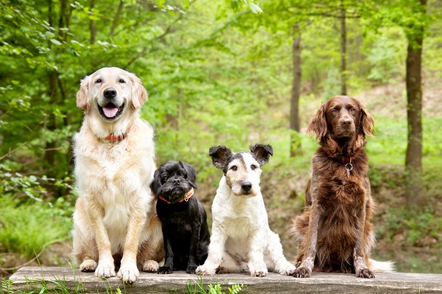 An image of four dogs in a forest