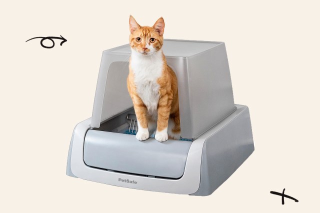 An image of a cat in a litter box
