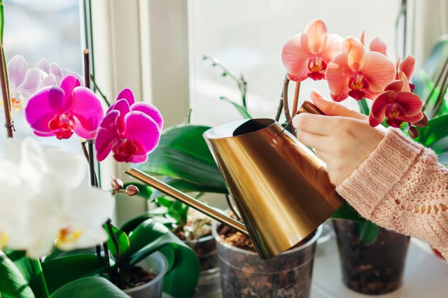 A person waters two orchids on a windowsill with a watering can