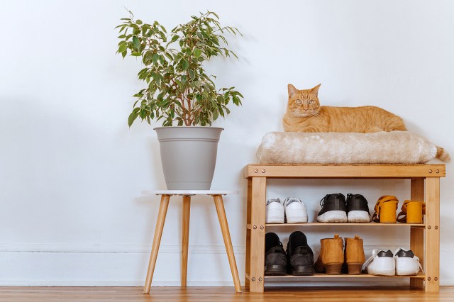 A cat sits on a cushion on top of a shoe rack next to a plant