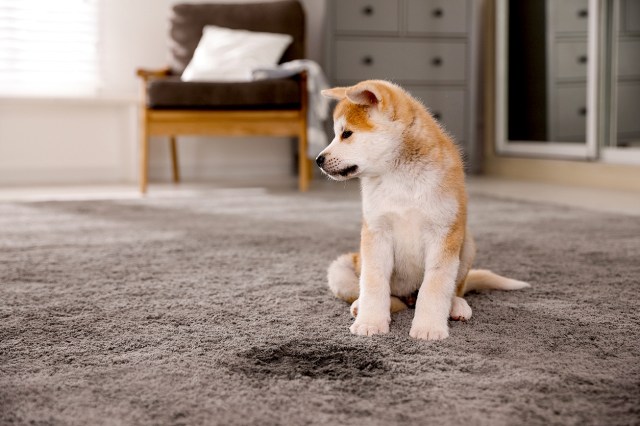An image of a dog sitting on a rug next to a wet spot