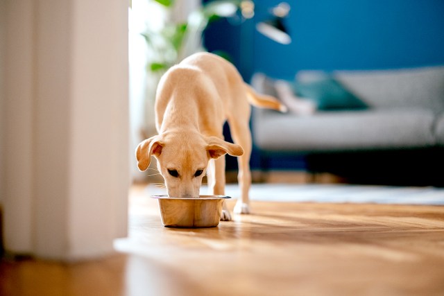 An image of a dog eating out of a bowl