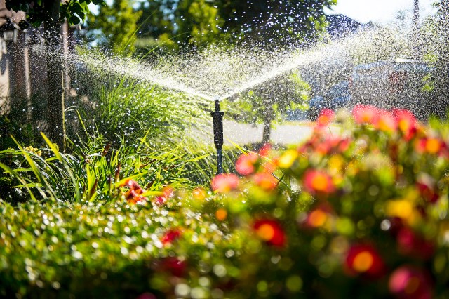 A sprinkler system sprays flowers and plants in a garden