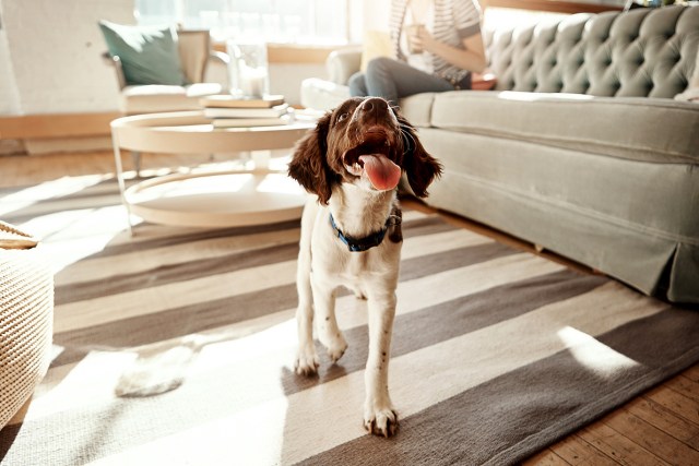 An image of a panting dog in a living room