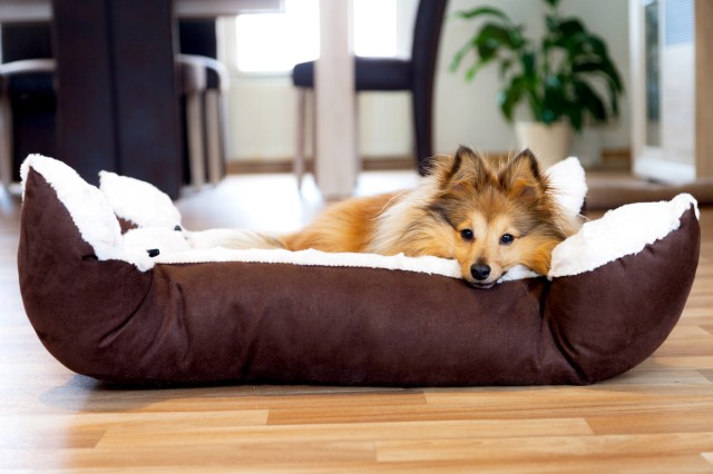 An image of a dog lying in a dog bed