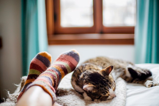 An image of feet with striped socks next to a cat on a bed