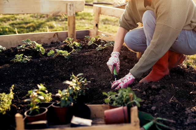 An image of a woman planting a garden