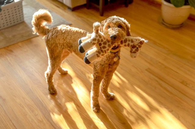An image of a dog holding a stuffed giraffe in its mouth