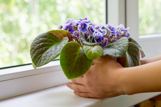 An image of an African violet on a windowsill