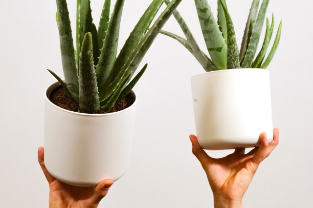 An image of two aloe vera plants