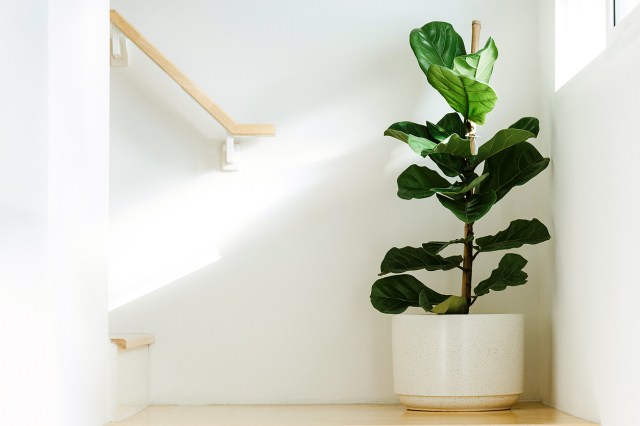 An image of a fiddle leaf fig plant at the bottom of a staircase