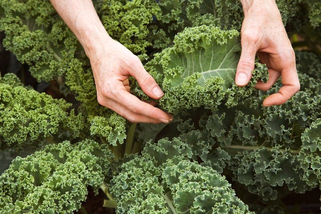 An image of hands pulling a kale leaf from a bunch