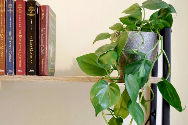 An image of a green plant on white wooden shelf