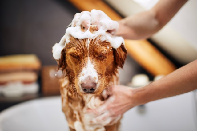 An image of a person washing a dog