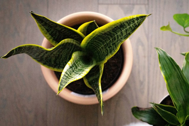 An image of a green leafed plant