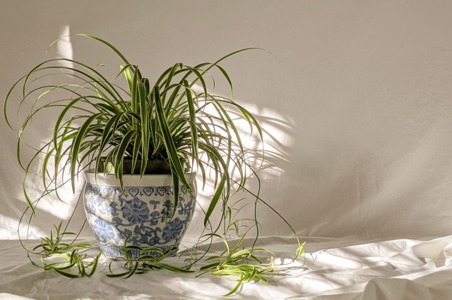 An image of a spider plant