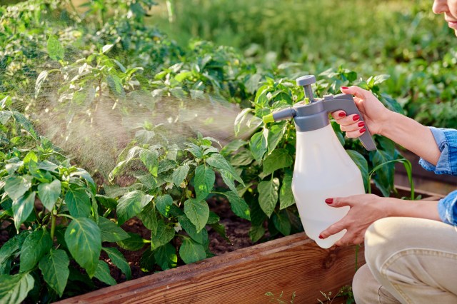 An image of a woman watering a garden with a spray bottle