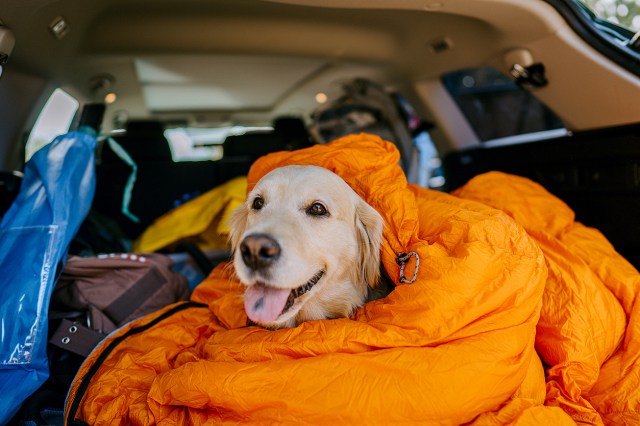 An image of a dog wrapped in an orange sleeping bag in the back of a car