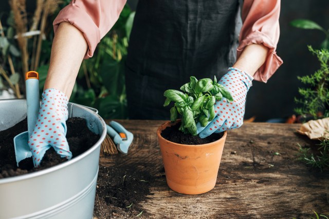 An image of a woman potting a herb plant