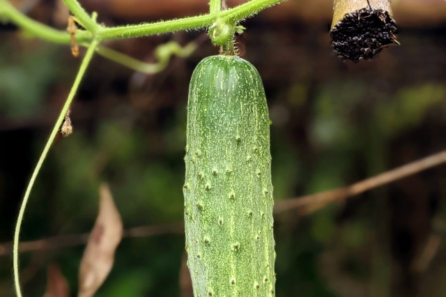 An image of a cucumber hanging on a vine