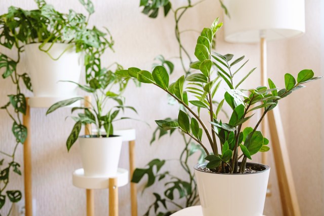 An image of several house plants