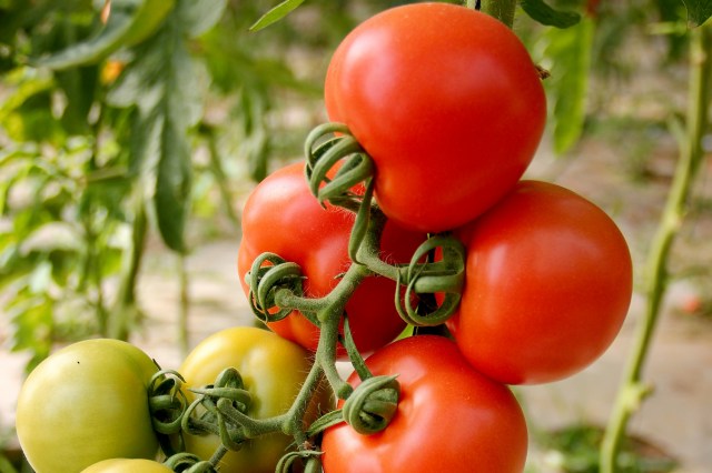 An image of tomatoes on the vine