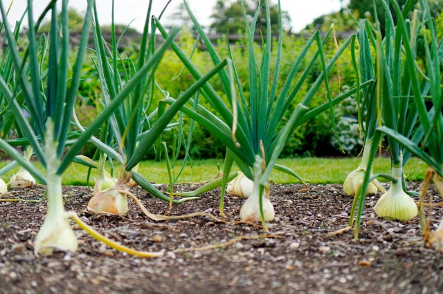 An image of onions sprouting in dirt