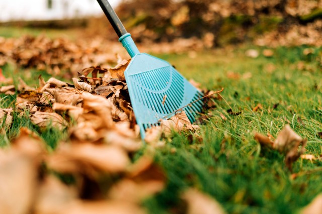 An image of a rake picking up leaves