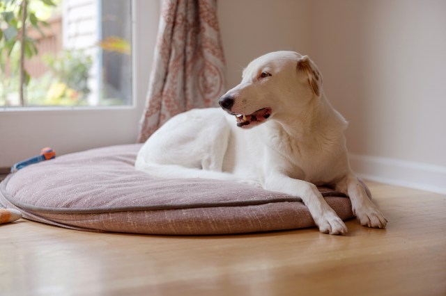 An image of a white dog sitting on a dog bed