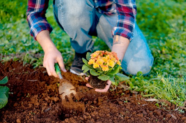An image of a person planting flowers