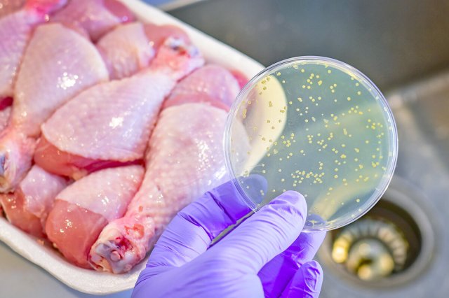 Person looking at petri dish next to chicken 