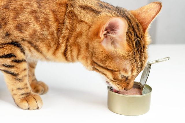 Cat eating food out of a tin