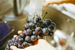 Grapes being rinsed under a faucet