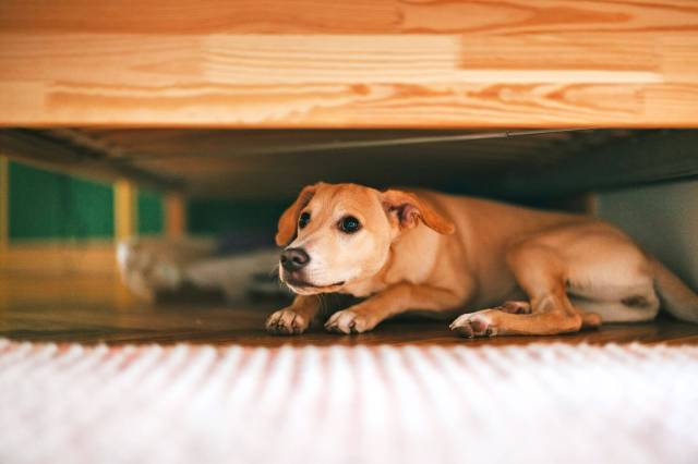 Dog hiding under a bed