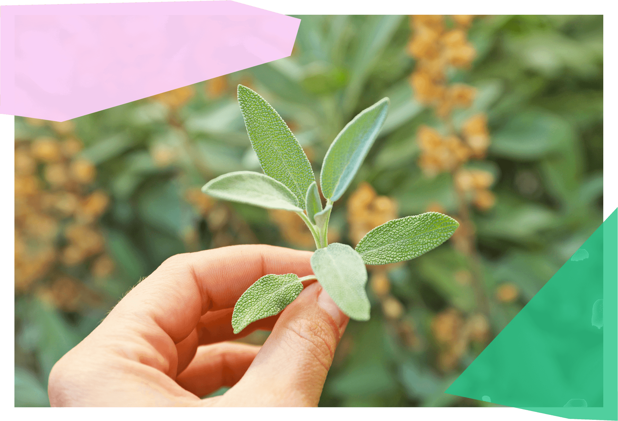 Person pinching growing sage between their fingers 