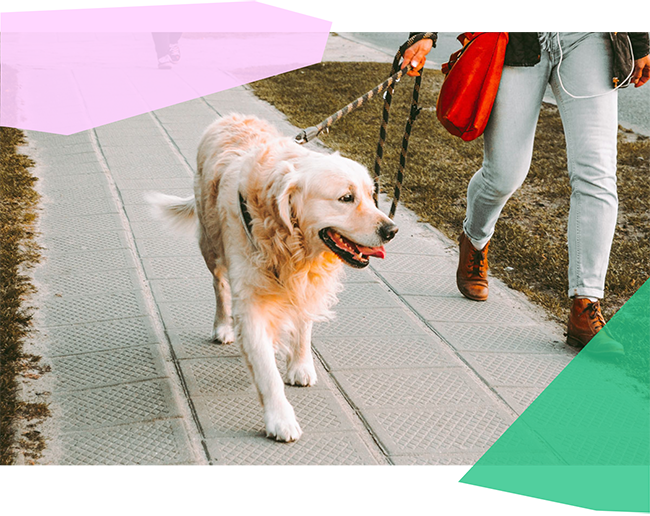 Person walking dog on a leash
