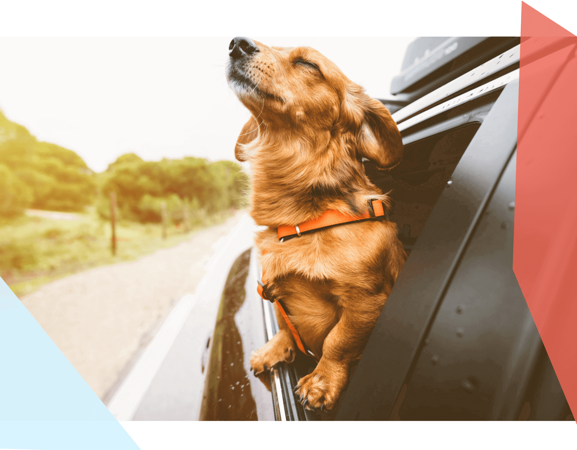 Dog with its head out a car window