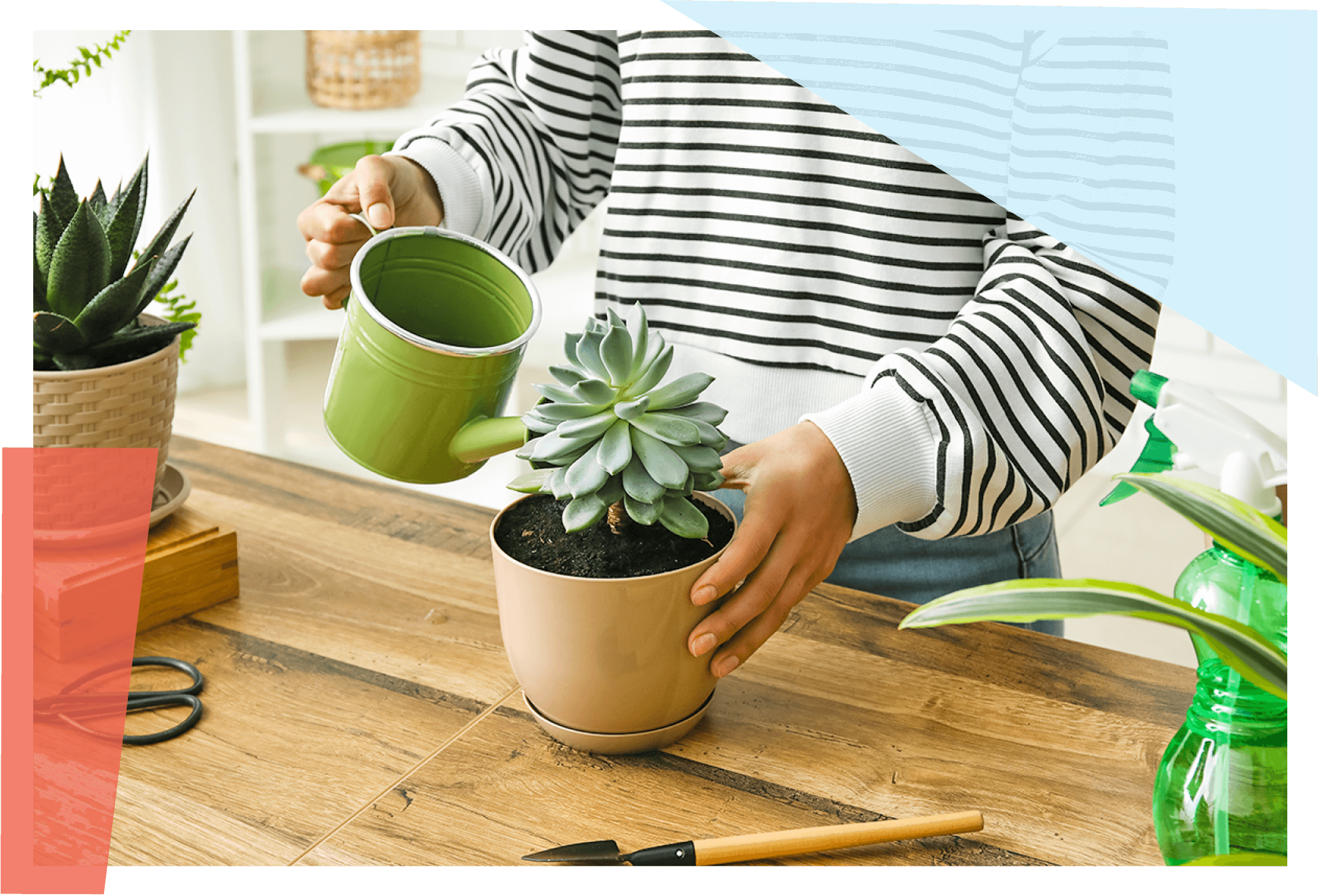 Person watering a plant 