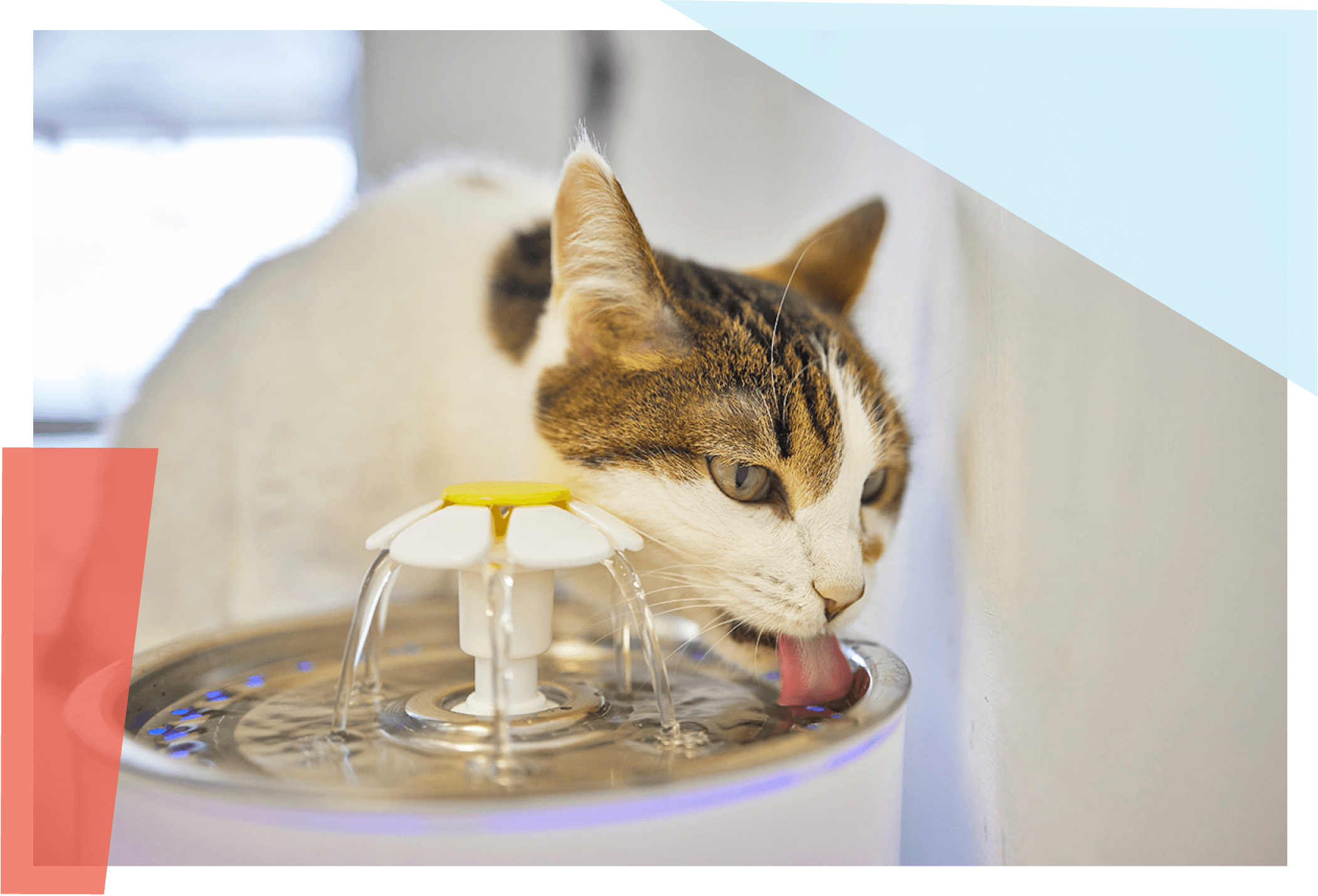 Cat drinking from a pet water fountain 