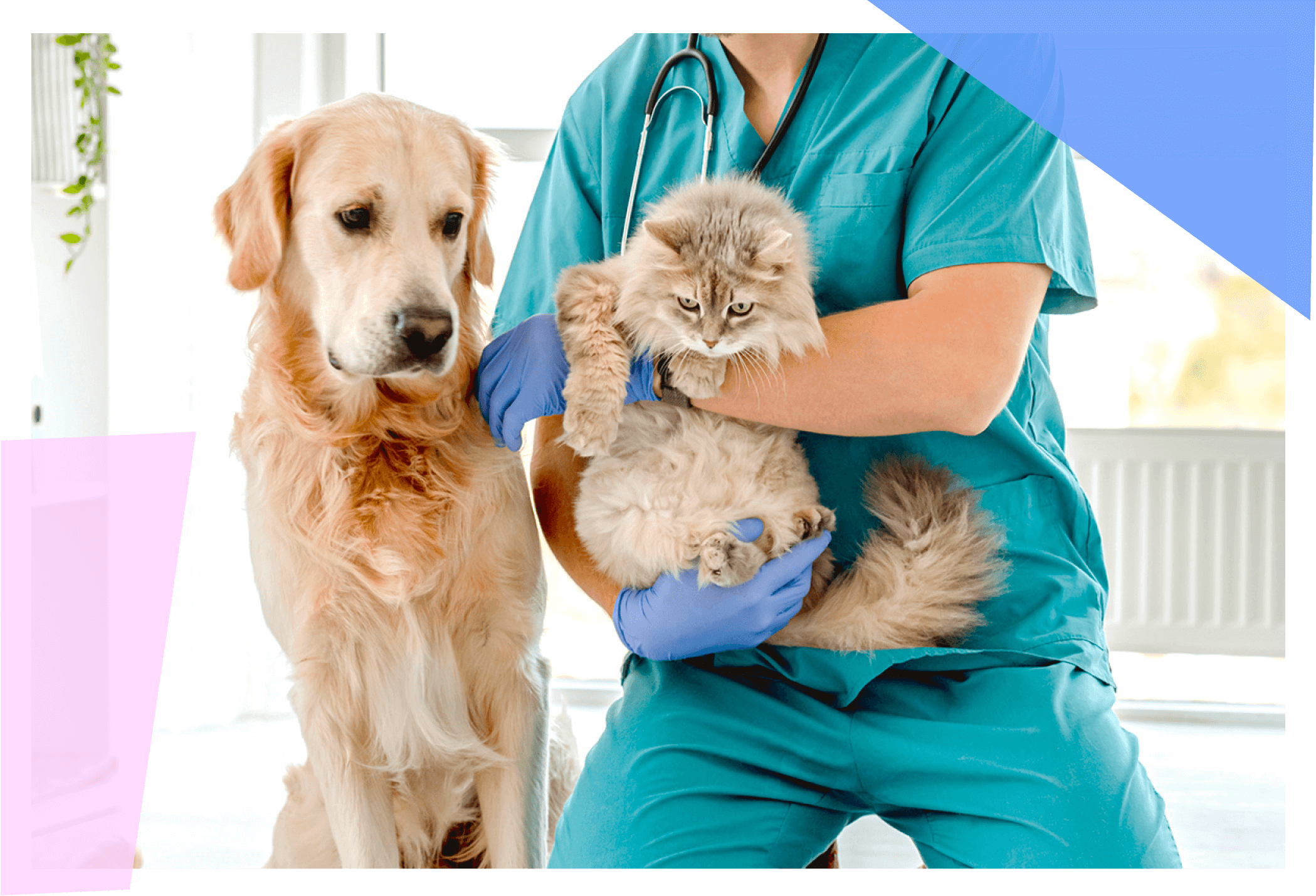 Vet holding a cat next to a dog 