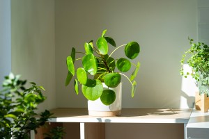 Indoor houseplant