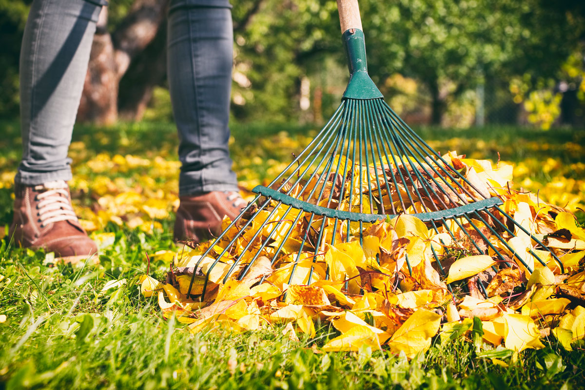 Person raking leaves 