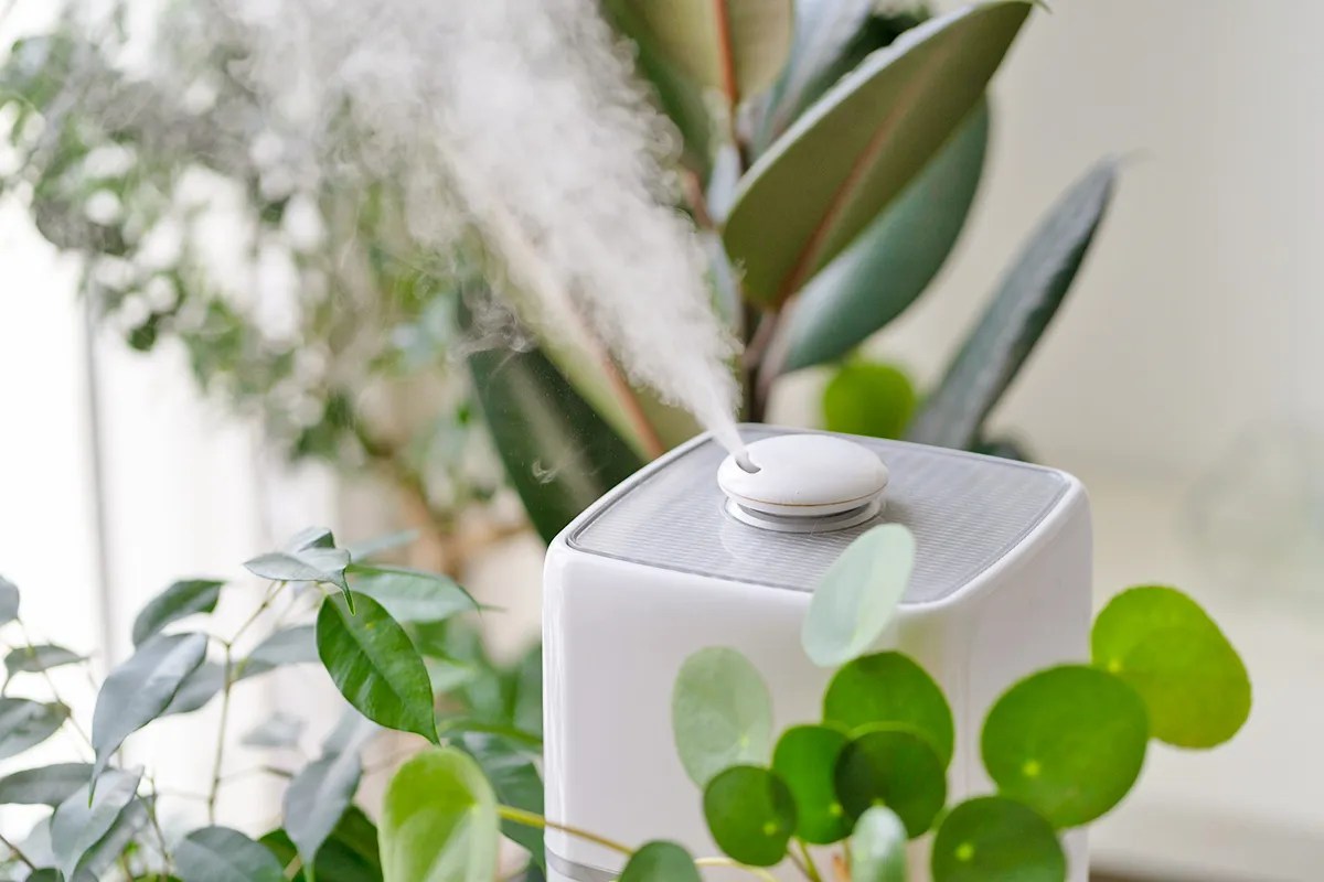 Close up of steam from the air humidifier surrounded by houseplants 