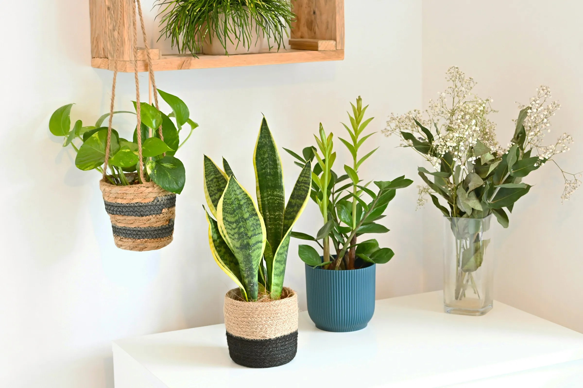 Collection of indoor plants 
