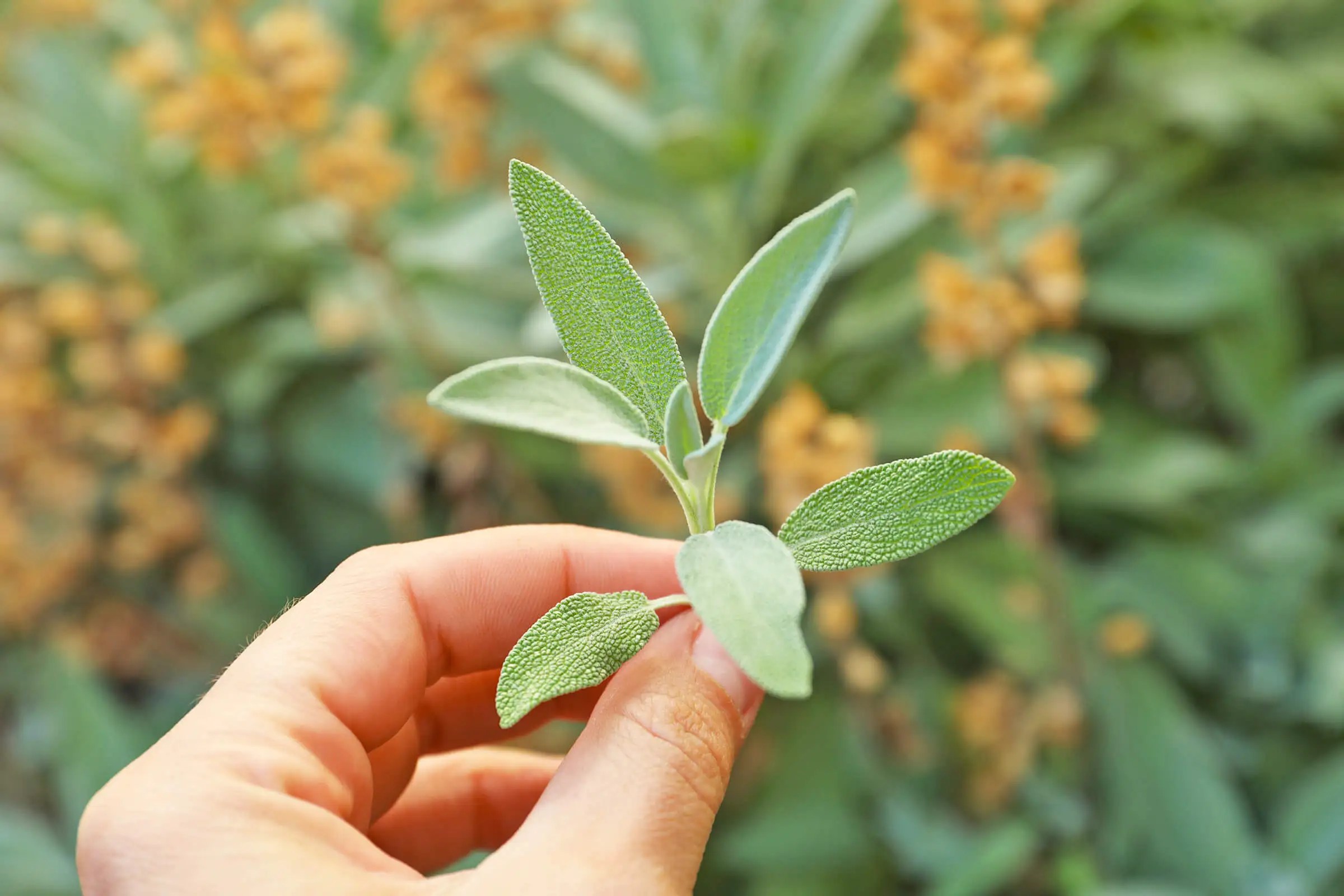 Person pinching growing sage between their fingers 